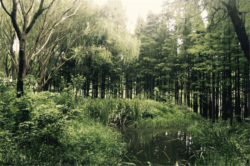 森林中的隐秘世界——商量岗木屋度假区景观设计